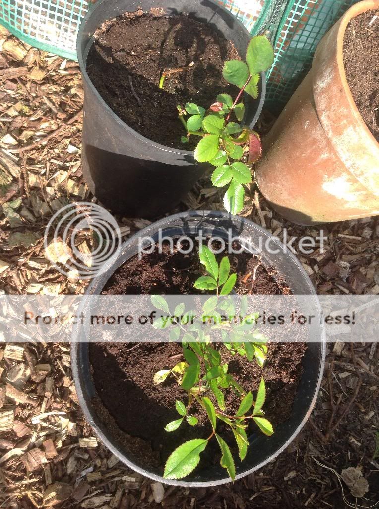 photo 11859BF5-F599-493D-B40C-21D80F8EDDD5_zpsin5yeyrz.jpg